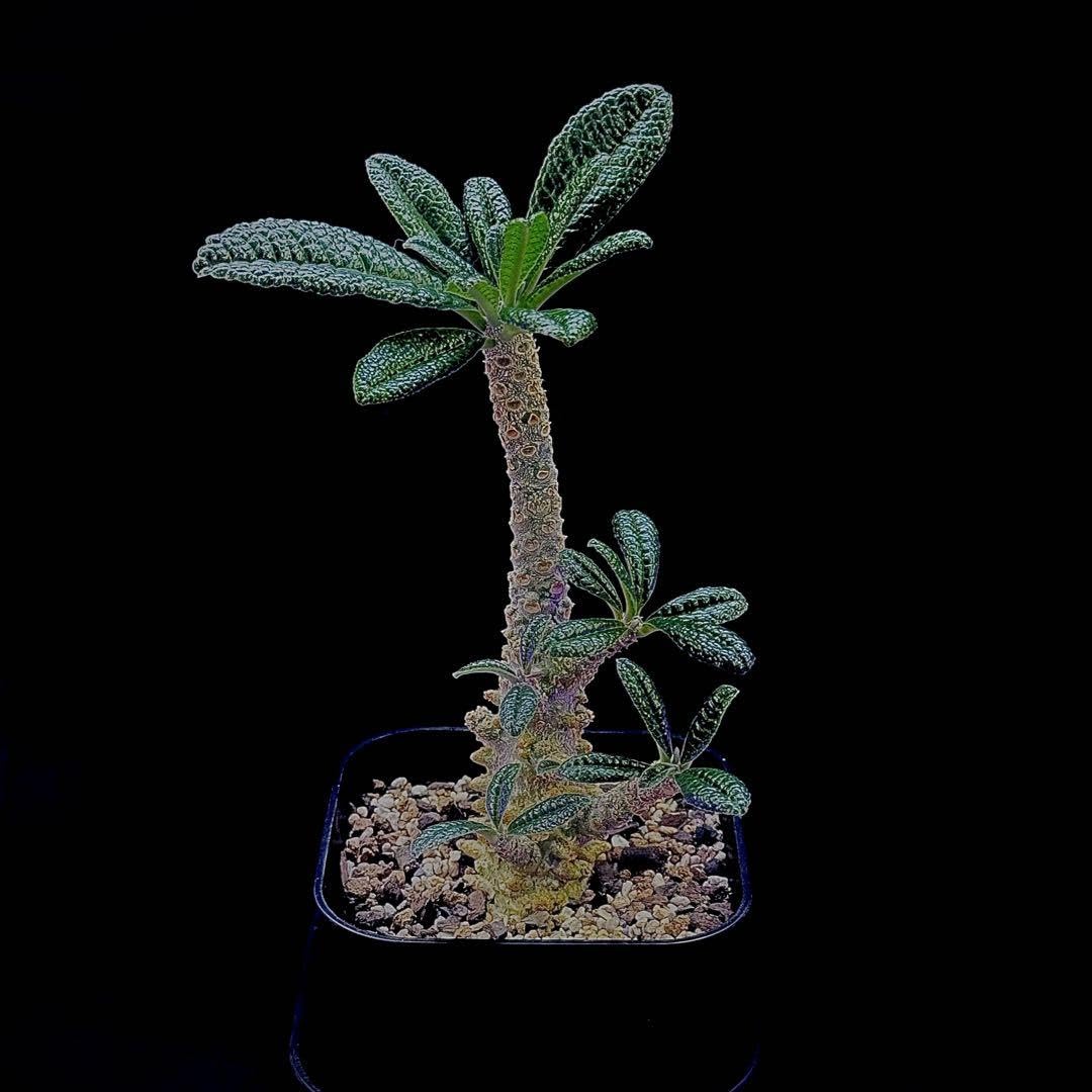 大株ドルステニア・ギガス 塊根植物 コーデックス Amazon.co.jp: ドルステニア ギガス 栽培株 塊根植物 コーデックス D